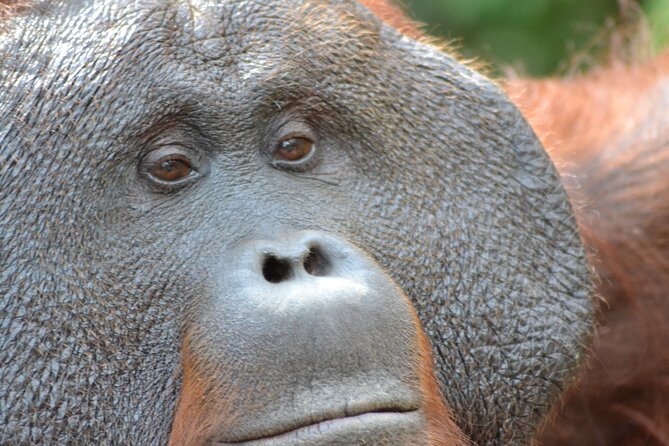 Orangutan Houseboat Kelotok Tanjung Puting 3 Days Share Cost - Day 1: From Pangkalan Bun to Tanjung Harapan