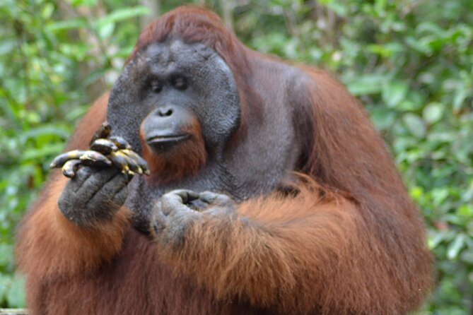 Orangutan Safari Kelotok Houseboat 3 Days 2 Nights Private - The essential details at a glance