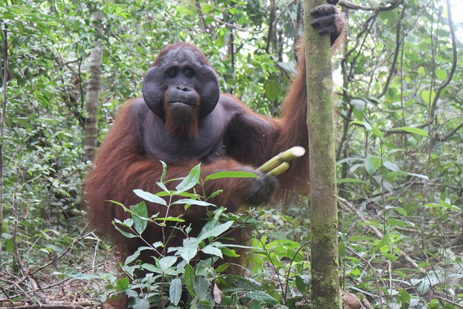 Orangutan Safari Kelotok Houseboat 3 Days 2 Nights Private - Why a klotok is the right way to see Borneo