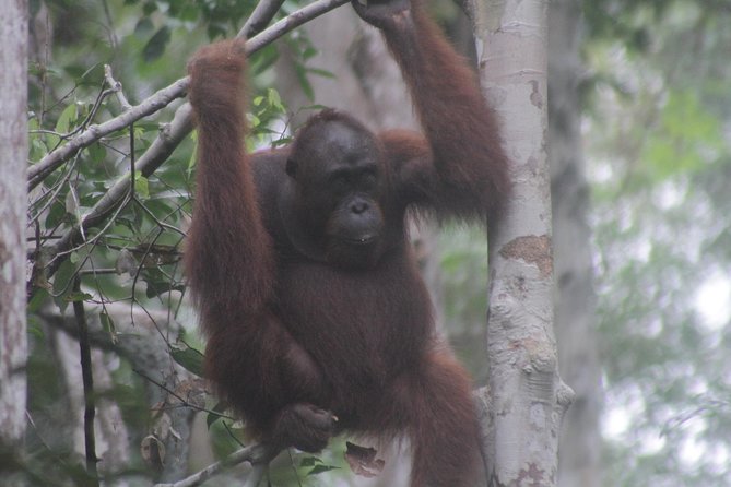 Orangutan Safari Kelotok Houseboat 3 Days 2 Nights Private - Who will enjoy this orangutan safari most