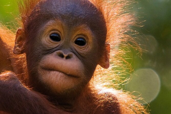 Orangutan Tour Tanjung Puting 2Nights - Getting ready for heat, insects, and forest walks