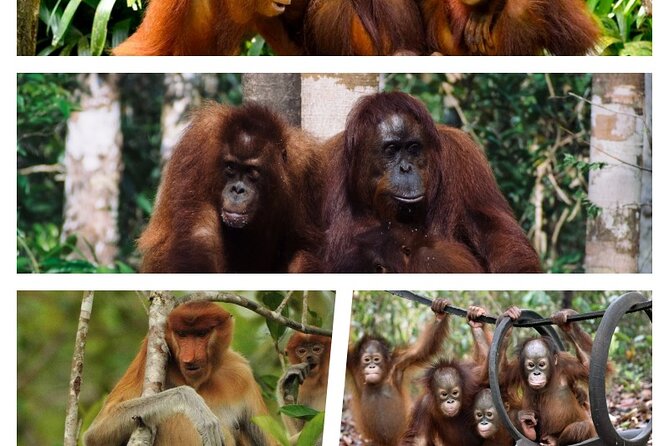 Orangutan Tour Tanjung Puting 2Nights - What the klotok stay is really like