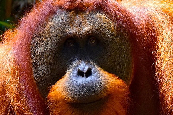 ORANGUTAN TREK (2D/1N) by EcoTravel Bukit Lawang - Waterfall time and the morning return