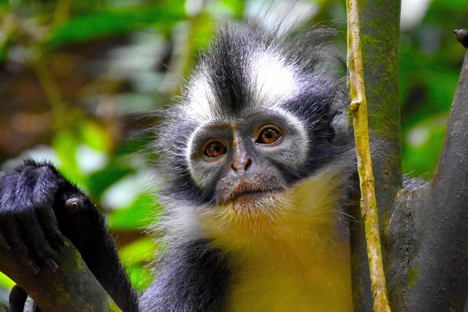 ORANGUTAN TREK (2D/1N) by EcoTravel Bukit Lawang - The Bohorok River tube rafting finish