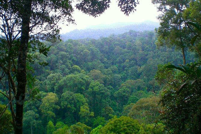 ORANGUTAN TREK (2D/1N) by EcoTravel Bukit Lawang - Wildlife sightings and the ethics of the trek