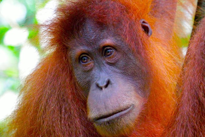 ORANGUTAN TREK (2D/1N) by EcoTravel Bukit Lawang - The first morning: into Gunung Leuser National Park