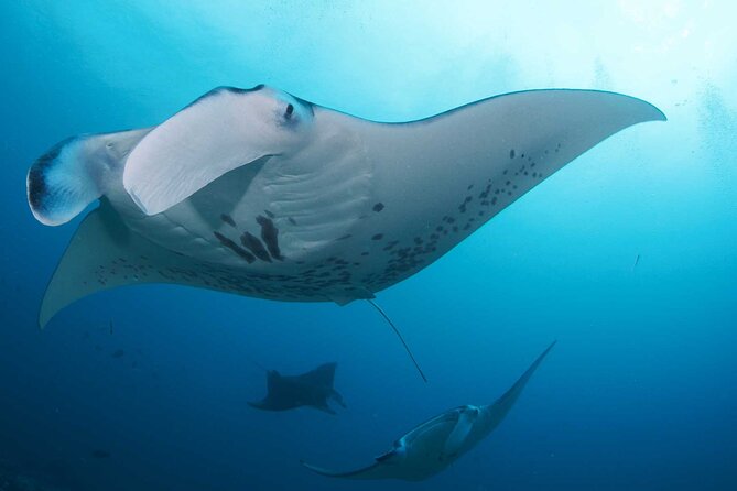 PADI Open water Course in Lembongan - Get certified & dive anywhere in the world - Equipment, safety, and the feel of the school