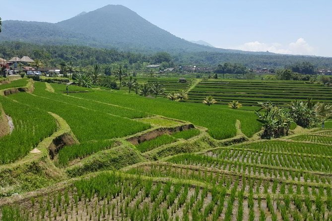 Private 4-Day Tours - Best Bali Tours Package - Best of Bali Highlights - The private guide is a major part of the value