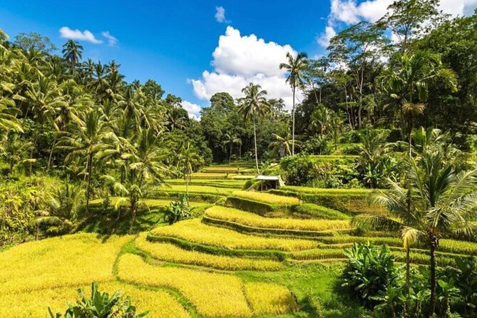 Private Bali Tour - All Inclusive - Coffee plantation mention and route flexibility