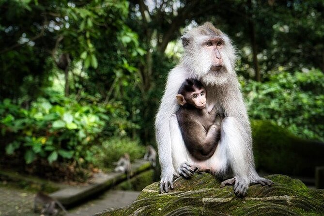 Private Day Tour In Ubud With Jungle Swing All Inclusive - What This Ubud Day Makes Possible