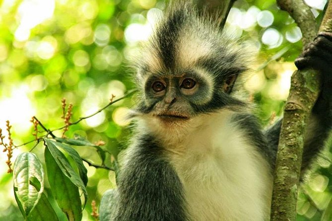 Private Full-Day Bukit Lawang Trekking Tour From Medan - Why this Bukit Lawang day is worth the long road trip