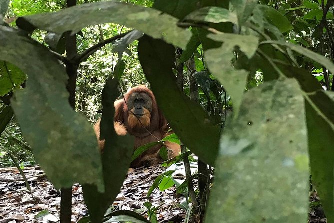 Private Full-Day Bukit Lawang Trekking Tour From Medan - Meeting your guide at Bukit Lawang