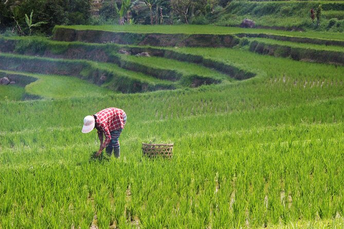 Private Full-Day Handara, Ulun Danu, Jatiluwih and Tanah Lot Tour - What the $70 price really covers