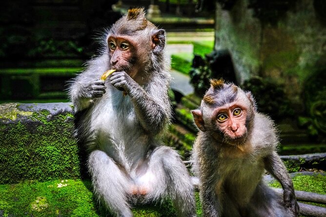 Private Full Day Tour In Ubud Bali - Tegenungan Waterfall: Your Longest Scenic Stop