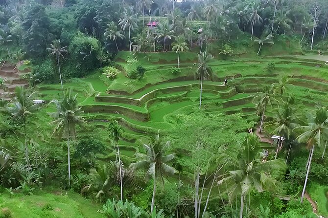 Private Full-Day Tour: Waterfall, Temple, Volcano, Rice Terrace & Monkey Forest - Why this route works for a first Bali day
