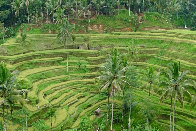 Private Inclusive Tours: 2 Days highlight of Bali - Day one: Batuan Temple introduces Bali’s village culture