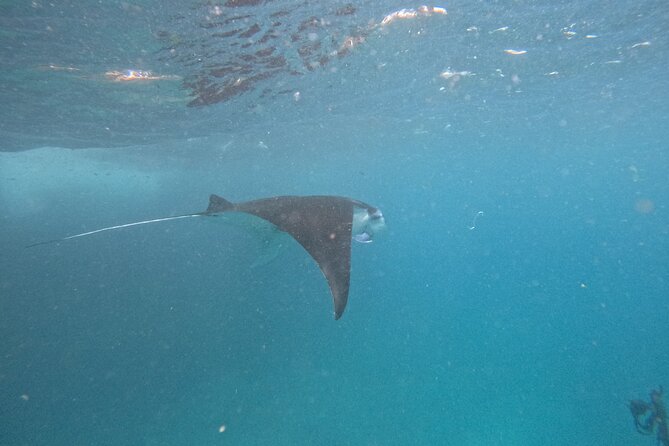 PRIVATE Nusa Penida on Boat Snorkeling & Island Tour (INCLUSIVE) - Snorkeling around Manta Bay and Crystal Bay