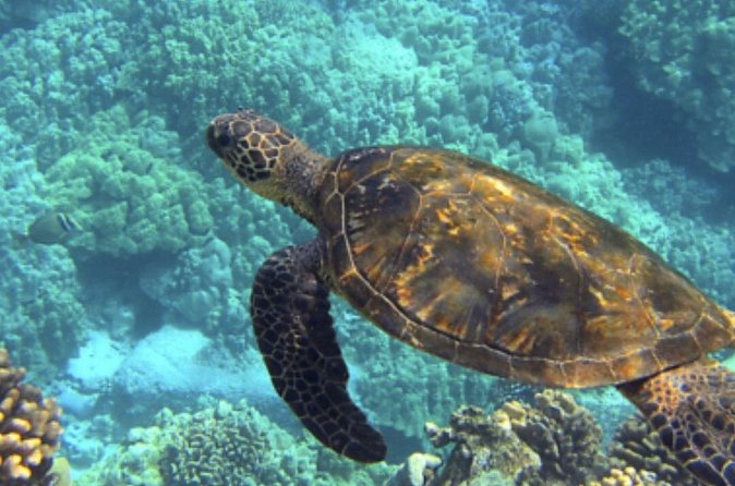 Private Snorkeling from Nusa Penida - Gamat Bay and the coral reefs