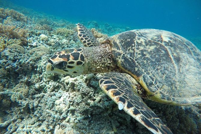 Private Snorkeling Gili Island (Coral, Statue and Turtle) - Coral Point and the colorful fish