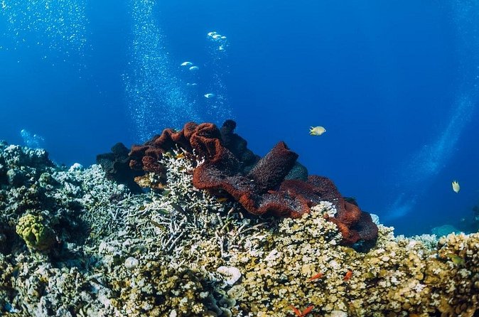 Private Snorkeling Start Gili Meno and Explore 4 Spots with GoPro - Fish Garden: a colorful finish underwater
