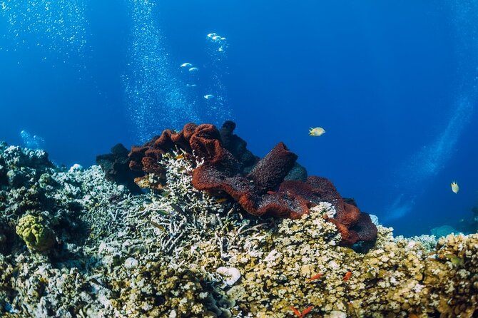 Private Snorkeling Start Gili Meno and Explore 4 Spots with GoPro - Romantic Statues: an underwater art stop