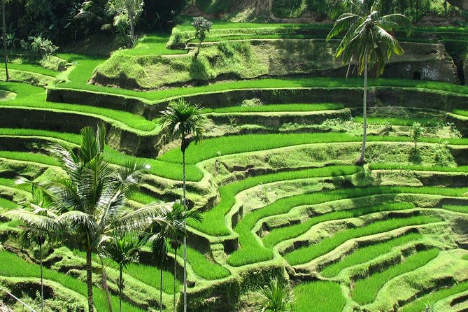 Private Tour: Bali in a Day - Kintamani and the Mount Batur caldera