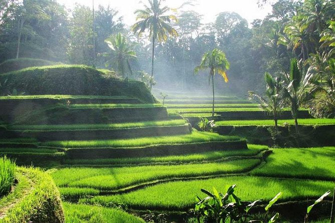 Private Tour: Batuan Temple, Tegenungan Waterfall, Elepahant Cave Free transport - Tegalalang Rice Terrace: Bali’s famous green view