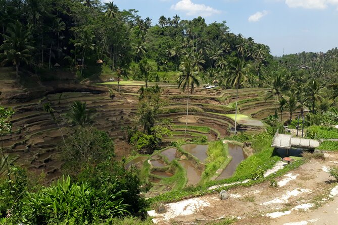 Private tour in Ubud country side - Seeing Ubud town and the royal palace