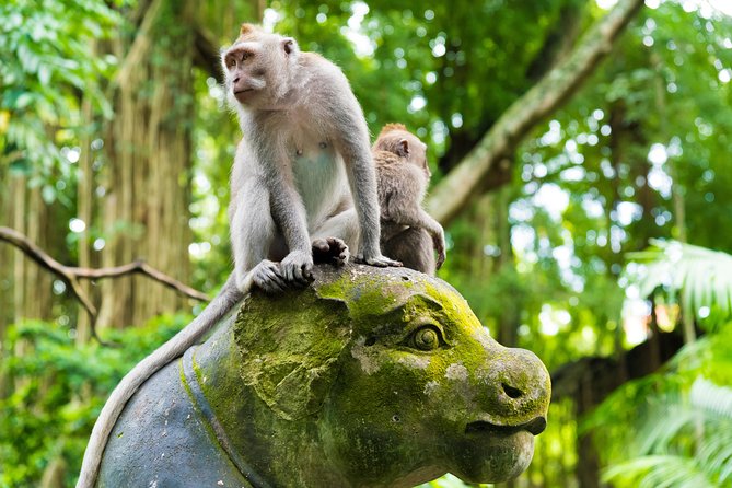 Private Tour: Ubud Highlights - Starting at the Sacred Monkey Forest