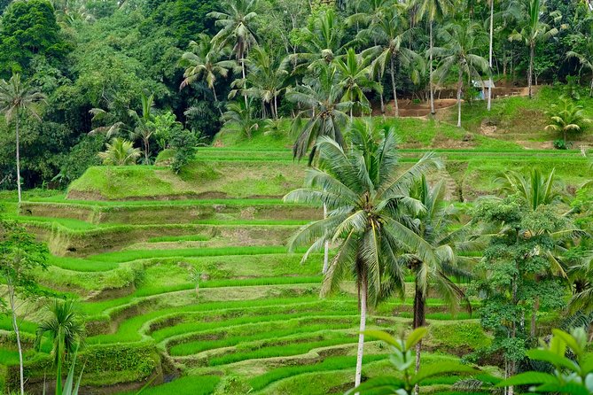Private Ubud Tour with Hidden Waterfalls - Why this tour works for a first full day in Bali