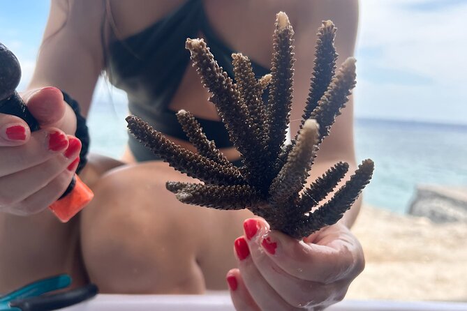 Reef Rehabilitation Course and Snorkeling - Key points to know before you book