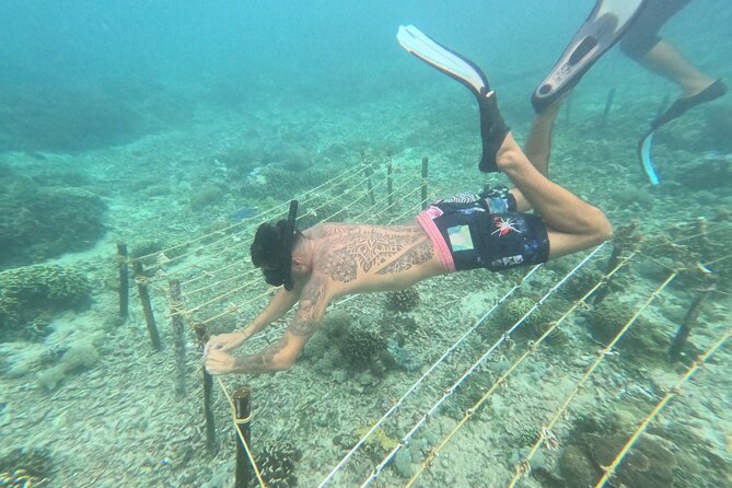 Reef Rehabilitation Course and Snorkeling - A conservation day with work beneath the surface