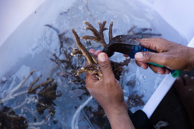 Reef Rehabilitation Course and Snorkeling - Three snorkeling sessions with a practical purpose