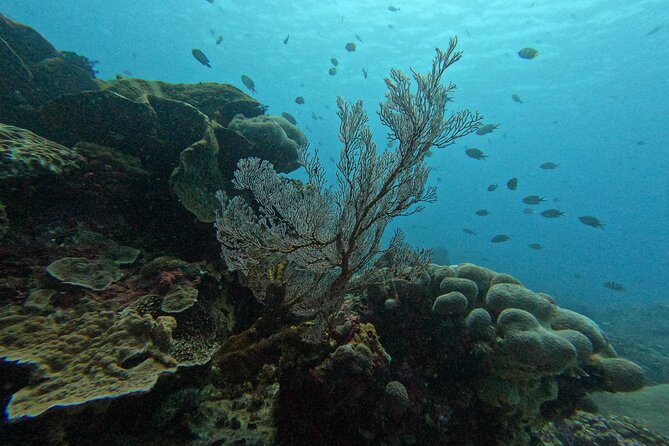 Reef Rehabilitation Course and Snorkeling - Planting 70 corals across 4 square meters
