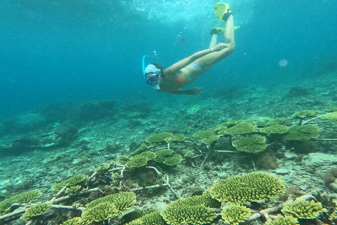 Reef Rehabilitation Course and Snorkeling - Lunch at Coral Cafe gives the day a needed pause