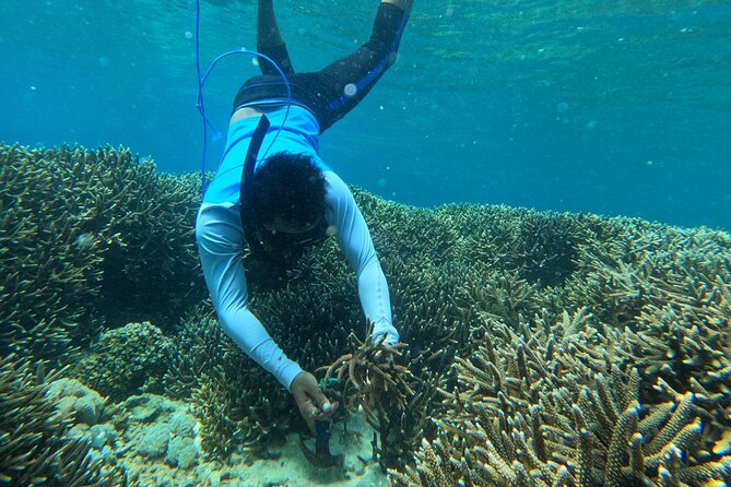 Reef Rehabilitation Course and Snorkeling - Saturday adds a school and community connection