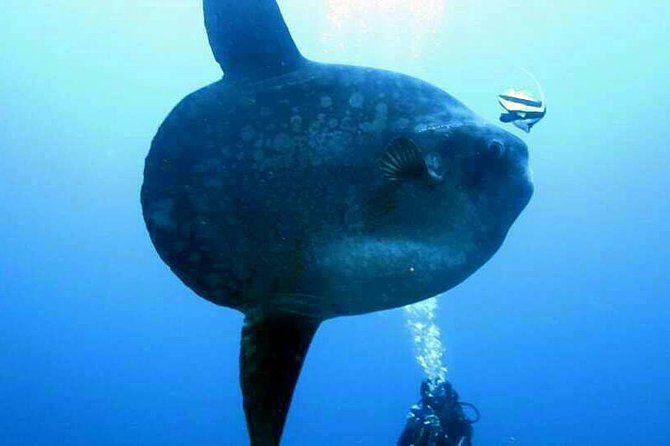 Scuba Diving in Nusa Penida - Manta Point - Stop 4: Crystal Bay and the possibility of mola mola