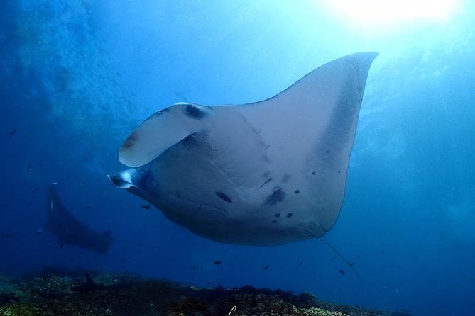 Scuba Diving in Nusa Penida - Manta Point - Neptune’s Sanur preparation sets the tone
