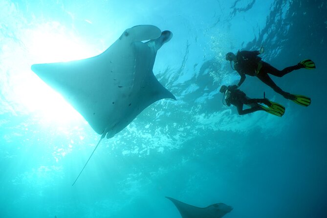 Scuba Diving Nusa Penida Manta Point 3 dives for certified divers - Why Nusa Penida makes a strong scuba day trip