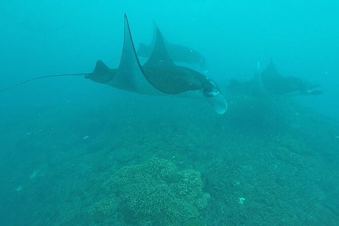 Scuba Diving Nusa Penida Manta Point 3 dives for certified divers - Manta Point: the day’s headline stop
