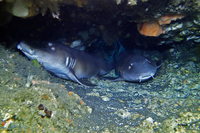 Scuba Diving Nusa Penida Manta Point 3 dives for certified divers - Crystal Bay and the chance of mola-mola