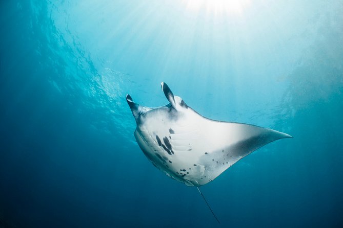 Scuba Diving Nusa Penida Manta Point 3 dives for certified divers - Nusa Lembongan’s current and coral sites