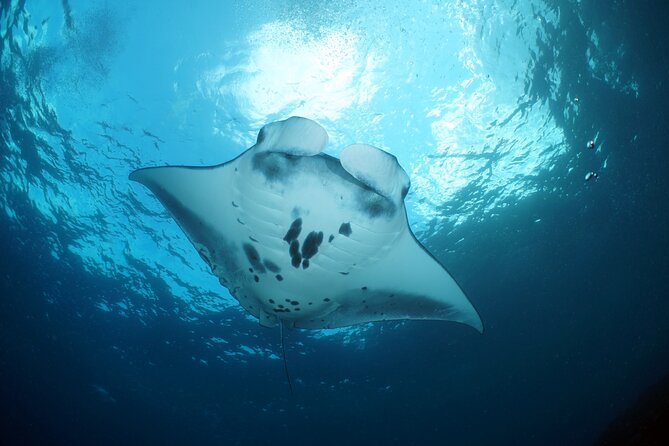 Scuba Diving Nusa Penida Manta Point 3 dives for certified divers - What the guide ratio means underwater