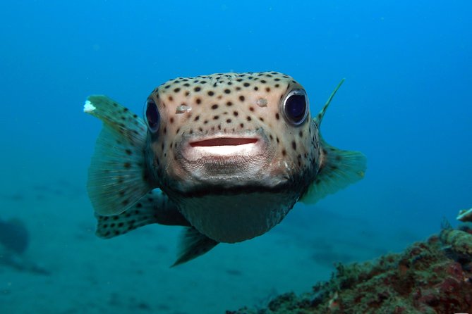 Scuba Diving Padangbai Shark Point 2 dives for certified divers - Why Padangbai makes a strong day trip from Kuta