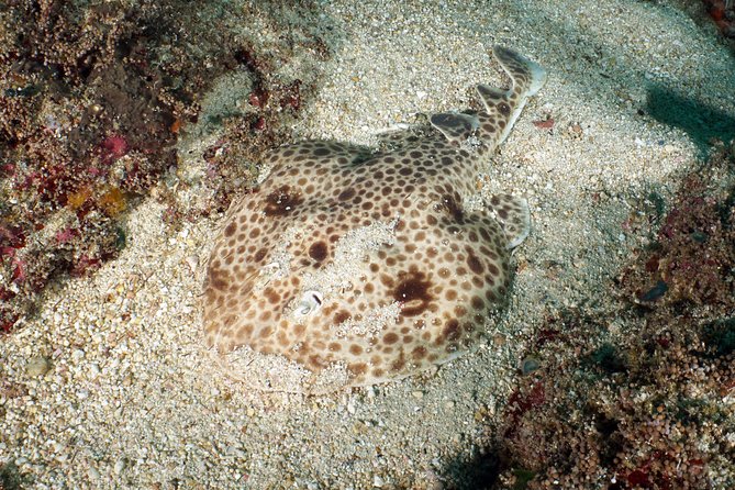 Scuba Diving Padangbai Shark Point 2 dives for certified divers - What the eight-hour schedule feels like