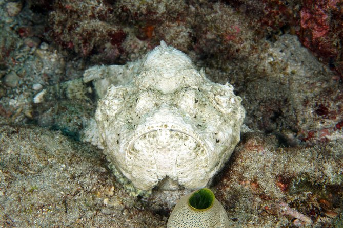 Scuba Diving Padangbai Shark Point 2 dives for certified divers - Service style and the people behind the operation