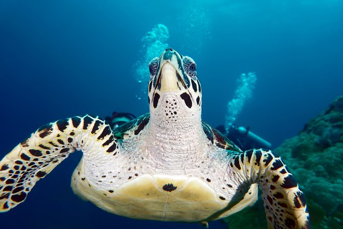 Scuba Diving Padangbai Shark Point 2 dives for certified divers - Blue Lagoon rewards patient observation