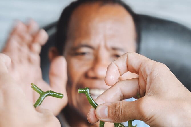 Seaweed Farming Activity and Sightseeing at Diamond Beach - Why Seaweed Farming Gives Nusa Penida a Different Face
