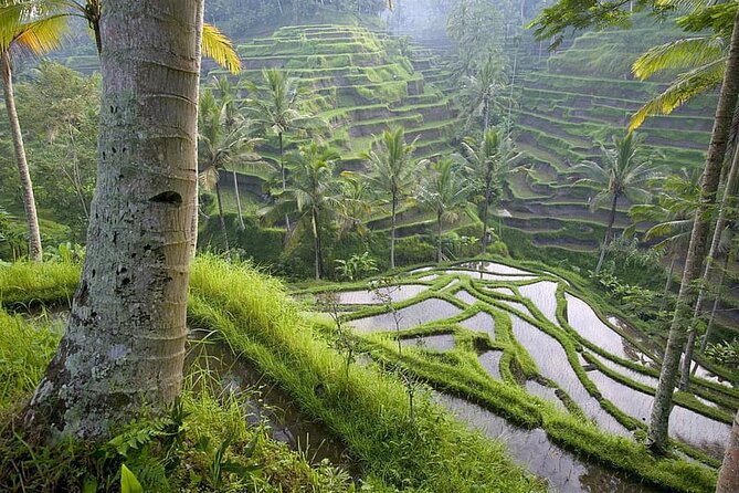 Selogriyo Temple and Trekking Java Rice Terraces, hidden waterfall -Nature Java - Guides make the long day work