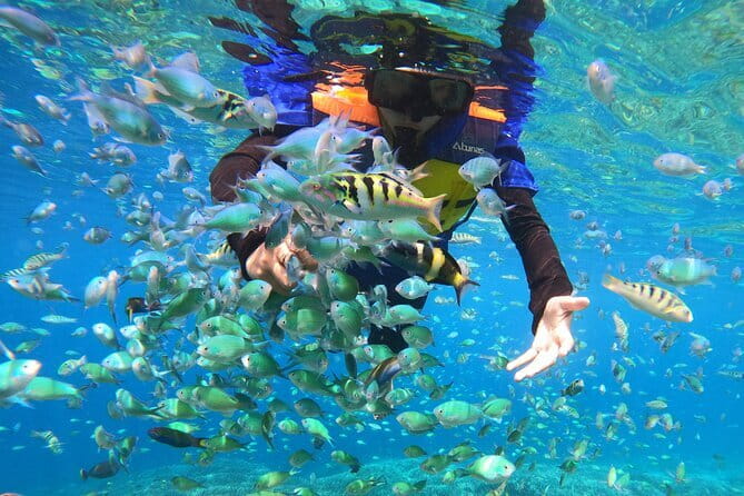 Snorkeling 3 Spots with GoPro & West Coast Tour Nusa Penida - Gamat Bay for coral and smaller sea life